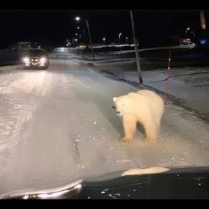 Meet your Posher, Marco